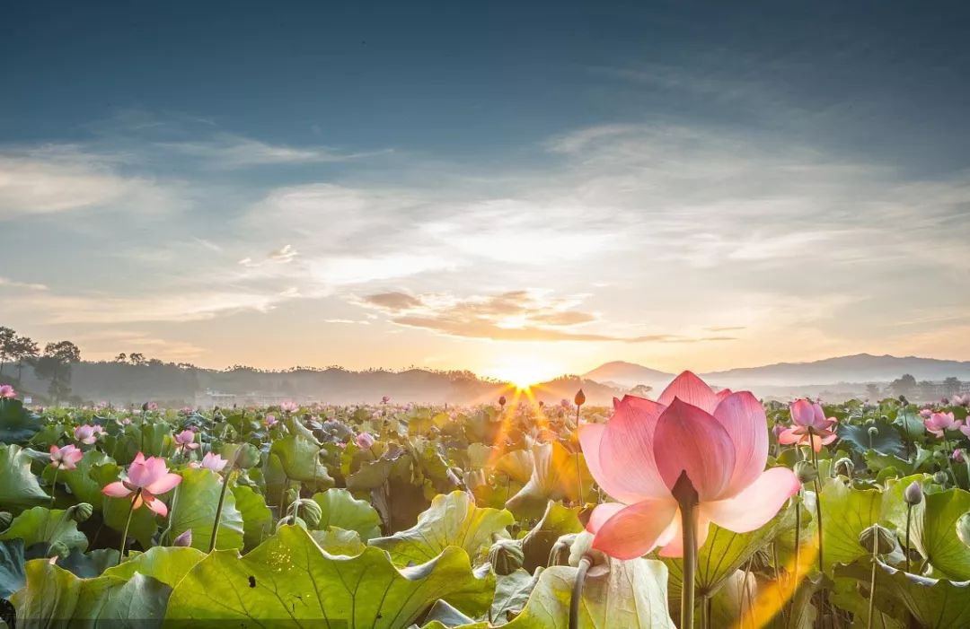 1625040854828516.jpg 1625040854828516.jpg