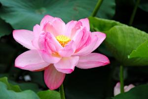 6.2--7心旅程：洛陽第六期意象對話中級班（黃金級老師周爍方）